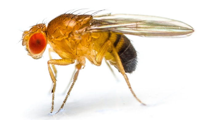 Fruit fly (Drosophila melanogaster)